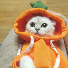 Cute And Cozy Costumes For Pet